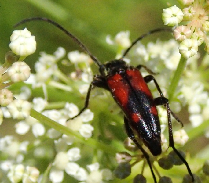 Coleoptera Cerambycidae: Stenurella bifasciata